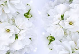 Фотообои белые цветы
