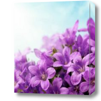 Картина Бутоны фиолетовых полевых цветов