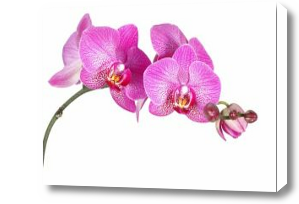 Картина Фиолетовая орхидея