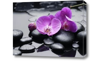 Картина Цветы орхидеи и камни