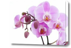 Картина Орхидея на белом фоне