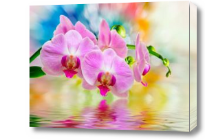 Картина нежность орхидеи